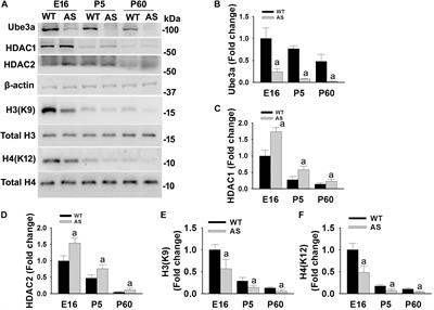 Simvastatin Restores HDAC1/2 Activity and Improves Behavioral Deficits in Angelman Syndrome Model Mouse